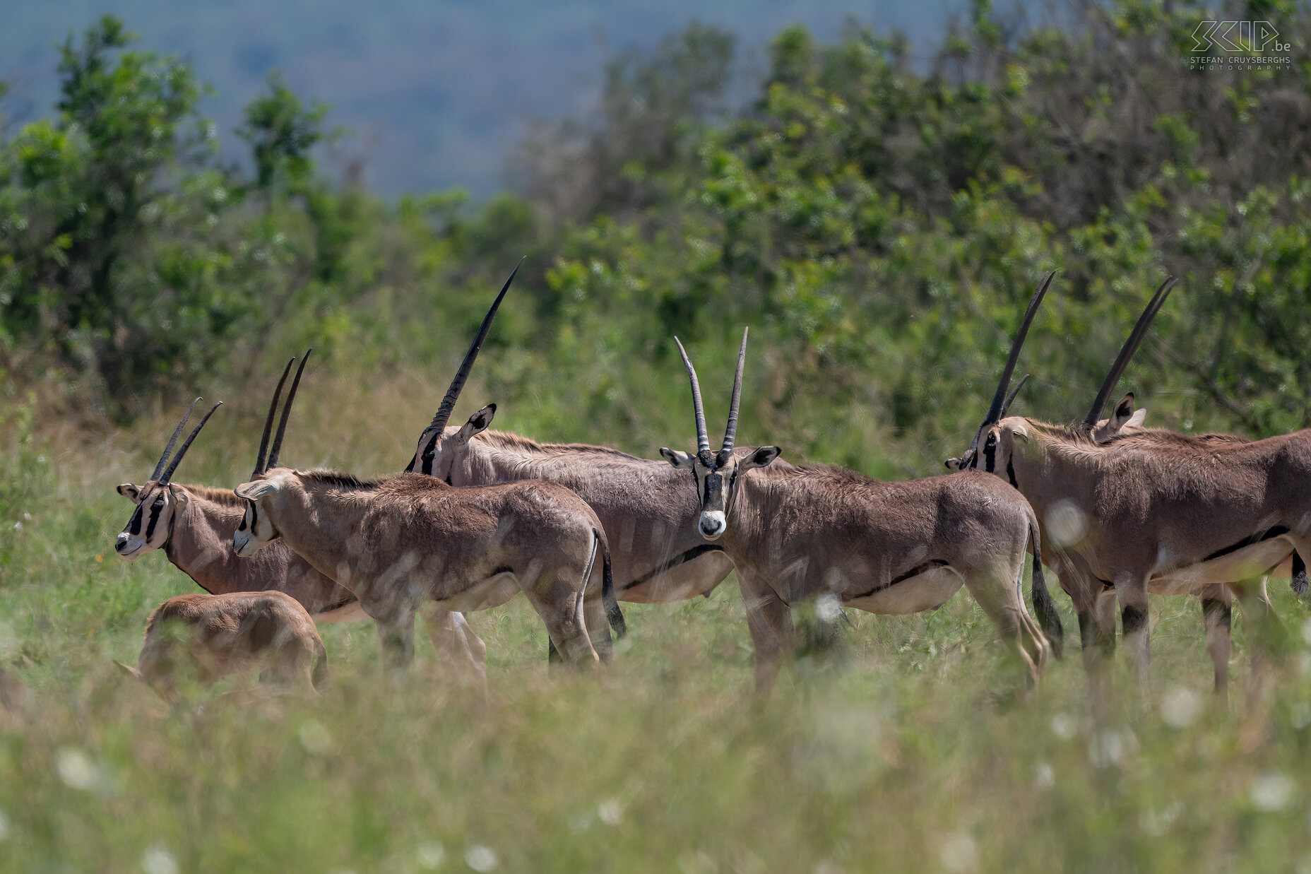 Solio - Beisa oryx  Stefan Cruysberghs